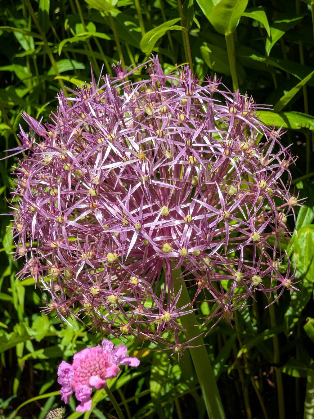 A close-up, eye-level shot of a large, spherical purple Allium flower head in full bloom. The sphere is composed of dozens of small, star-like purple blossoms with tiny green centres. Bright, direct sunlight highlights the metallic sheen of the petals and casts soft shadows within the flower head. In the lower left foreground, a smaller, soft pink scabious flower is partially visible. The background consists of lush green stems and leaves, softly blurred to create a peaceful, natural garden feel.
