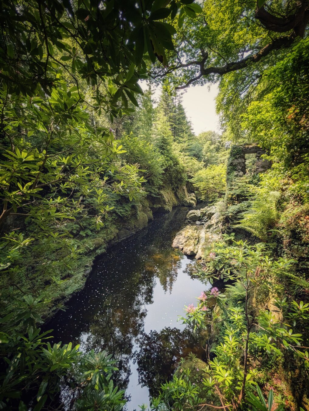 A vertical shot looking down at a dark, reflective river flowing through a deep, steep-sided gorge. Lush green trees frame the top and sides of the frame, with sunlight filtering through the canopy. On the right, a stone ruin with an open arched window stands on the rocky bank, covered in ivy. In the foreground, bright pink rhododendron flowers add a pop of colour. The dark water mirrors the sky and trees, creating a quiet, atmospheric, and sheltered woodland feel.