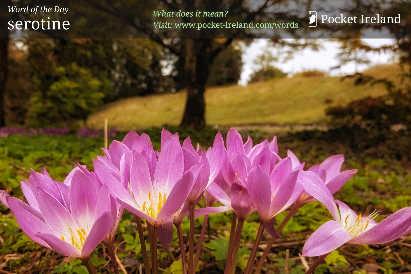 A low-angle, close-up shot of delicate lilac autumn crocus flowers rising leafless from an earthy woodland floor. Their slender reddish stems support pale pinkish-purple petals with bright yellow stamens and white throats. Soft, warm daylight illuminates the blossoms, while the background gently blurs into a grassy golden slope, dark mature deciduous trees, and a hazy sky, evoking a serene and tranquil seasonal turning point.