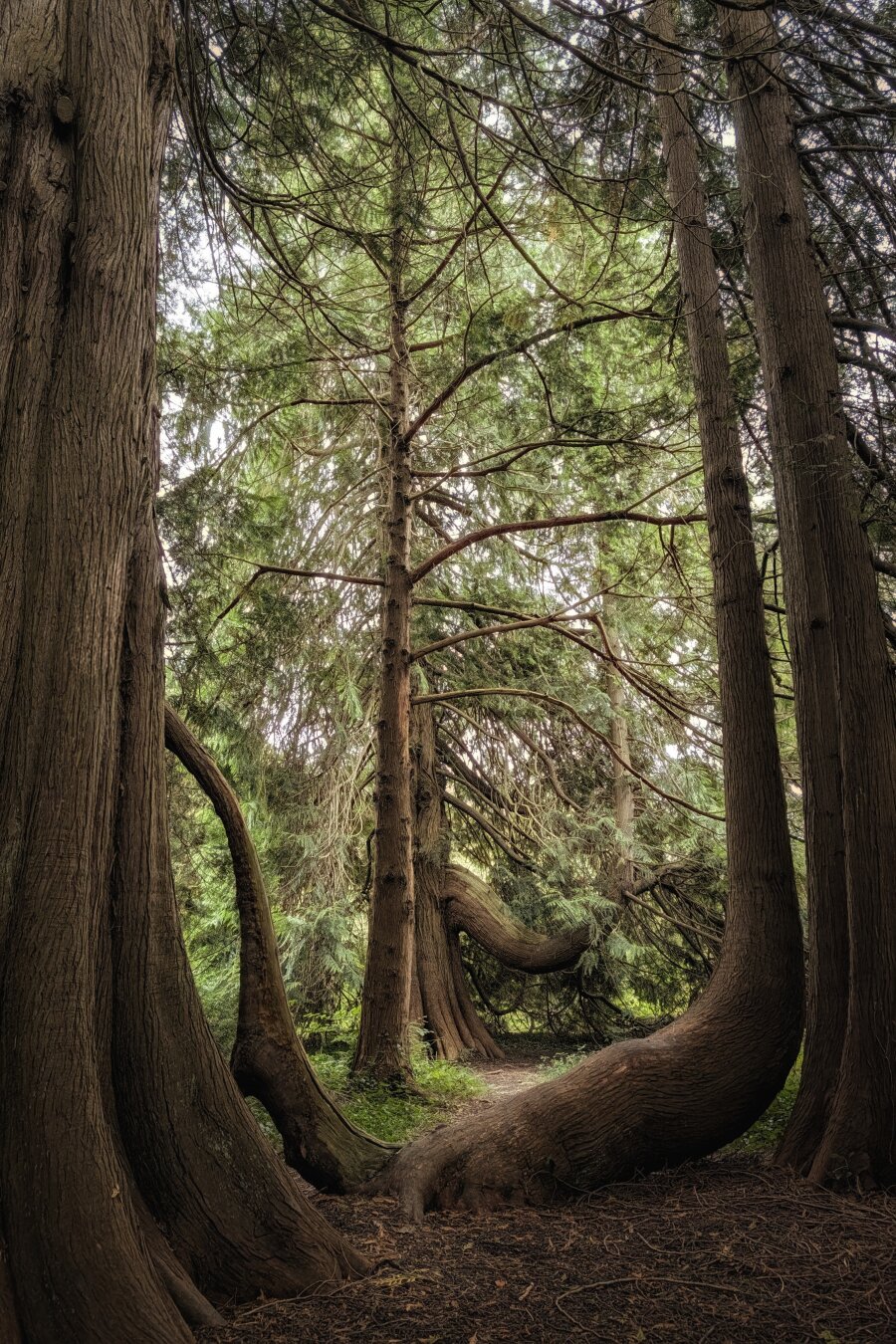 A vertical photograph inside a dense, shaded woodland grove. Several massive, ridged brown tree trunks frame the view, with one prominent trunk bending in a deep, U-shaped swoop across the forest floor before curving sharply upward. Soft, diffused daylight filters down through a high canopy of layered, feathery evergreen foliage. Earthy brown soil and fallen pine needles cover the ground in the foreground, leading towards a brighter patch of green growth in the middle distance. The atmosphere feels quiet, ancient, and secluded.