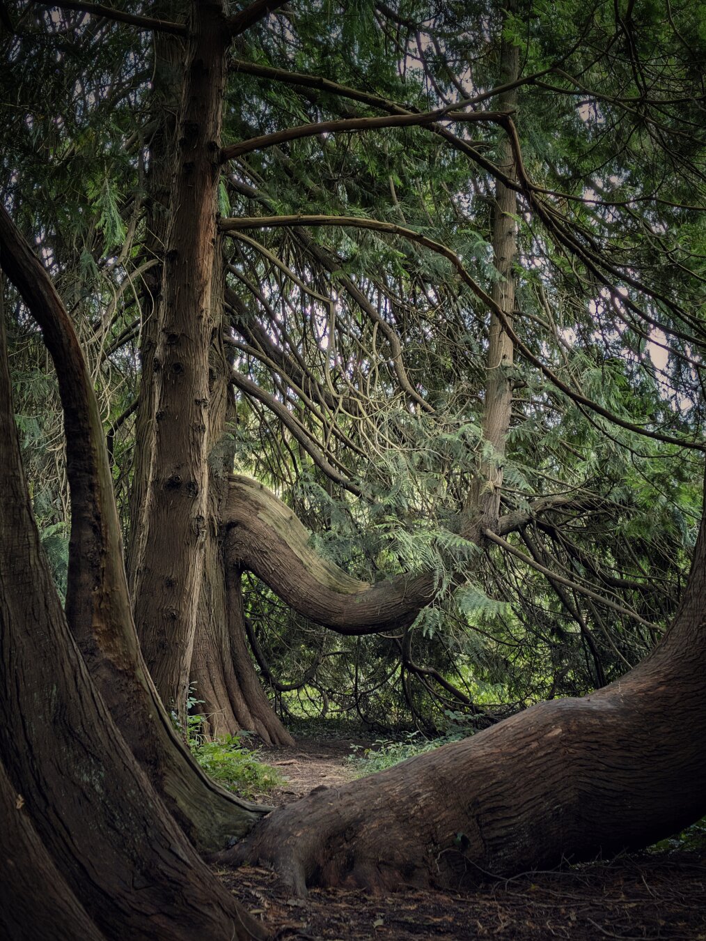 A vertical eye-level shot inside a dim, shaded woodland grove. In the foreground and midground, thick, textured brown tree trunks frame the view, including a massive lateral branch that bends dramatically down toward the forest floor in a sweeping U-shape before rising back upward. Dense, fan-like green cedar needles fill the upper canopy, filtering soft daylight onto the dirt path below. The mood is tranquil, ancient, and sheltered.