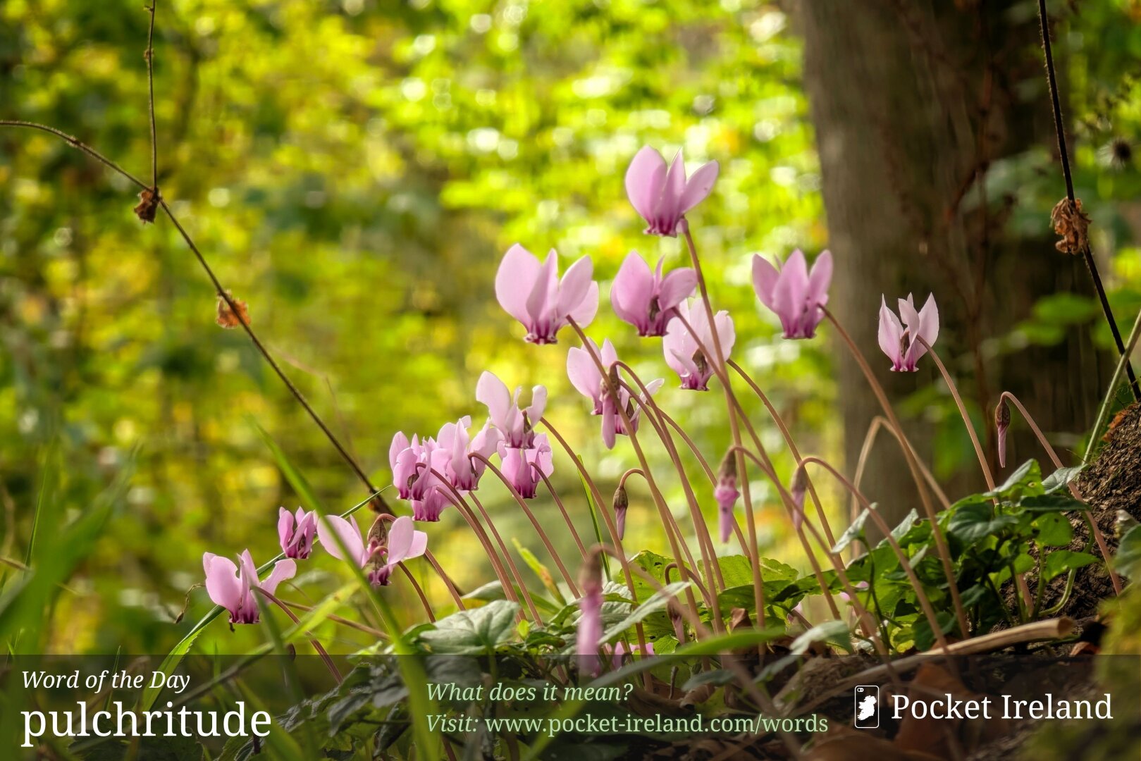A close-up view of delicate pink cyclamen wildflowers rising on slender stems from a mossy woodland slope. Their upswept petals have deep magenta centres, standing out vividly against a soft-focus backdrop of dappled golden and lime-green foliage. Dried autumn leaves and ivy carpet the earthy ground, bathed in warm, natural morning light.