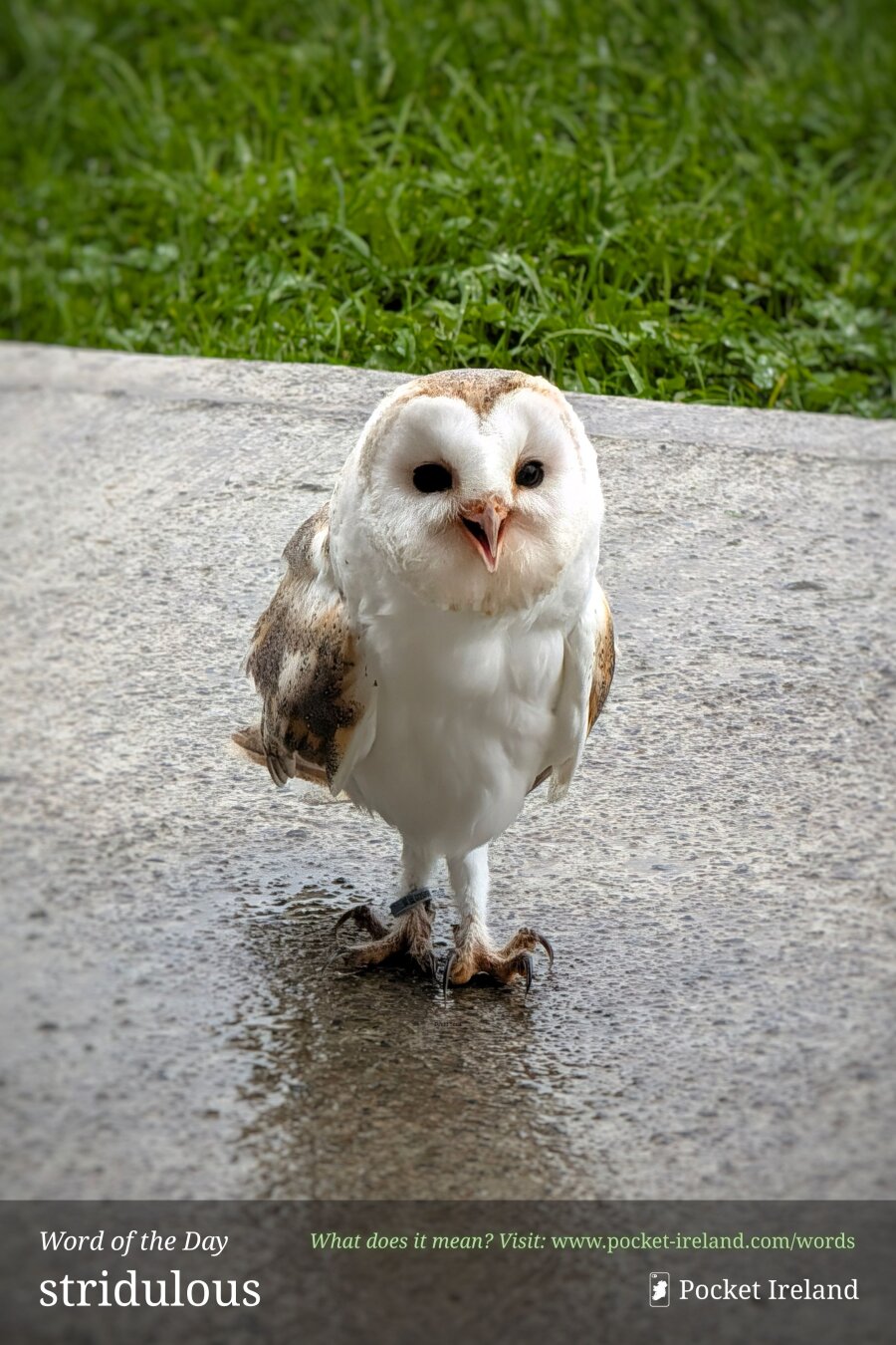 A full-length portrait of a small barn owl standing upright on a wet, light grey concrete path with a faint watery reflection below. Its heart-shaped facial disc is bright white fringed with warm tawny-buff, framing dark, glossy eyes and an open, pinkish beak. The chest and feathered legs are pure, downy white, while its folded wings show delicate mottling of cream, gold, and grey-brown. Behind the bird, a lush strip of vibrant green clover and grass forms a softly blurred background.