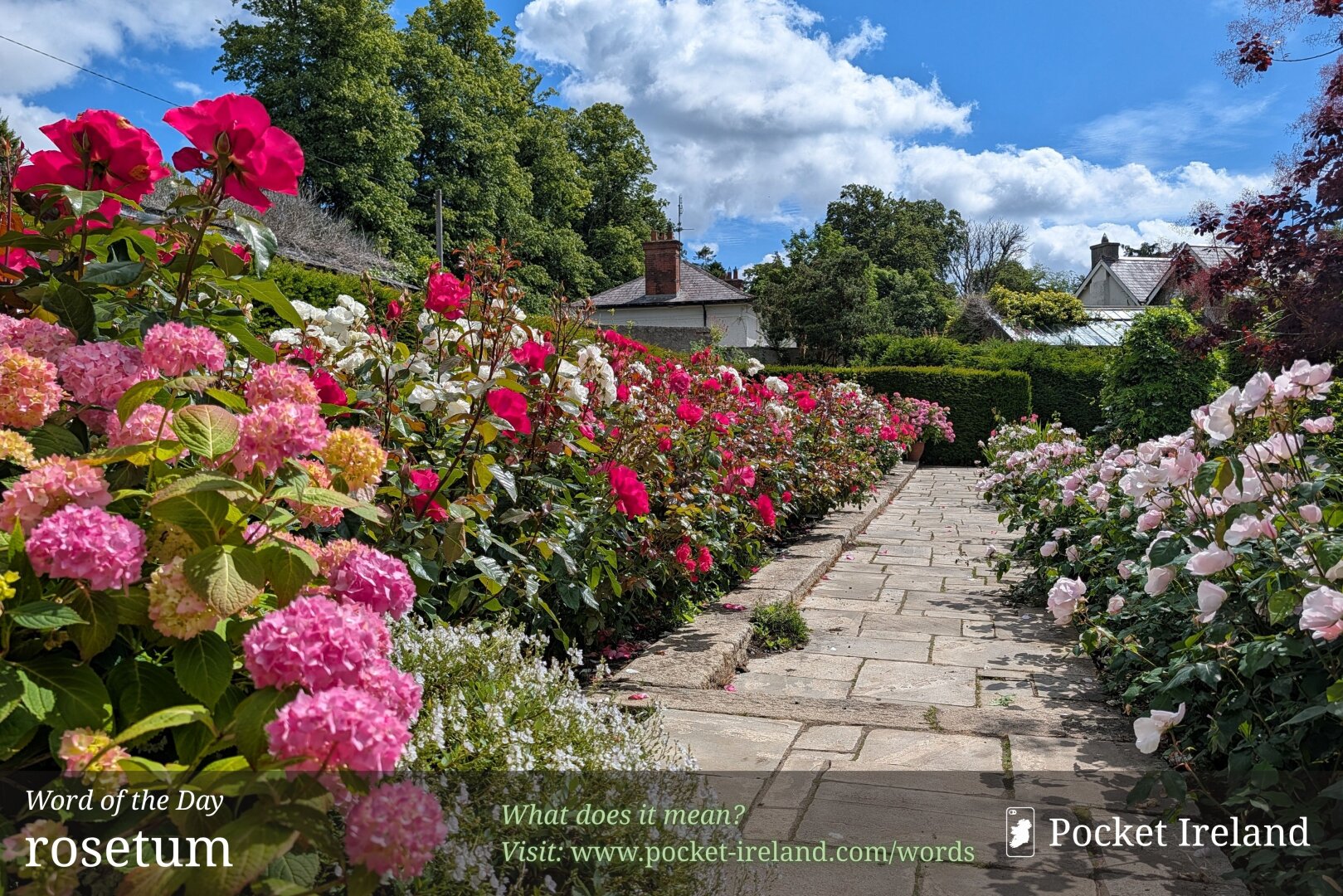 A stone flagstone path leads through an abundant summer garden flanked by overflowing flower borders. On the left, globular clusters of pink and lime-green hydrangeas mingle with tall, vibrant fuchsia, crimson, and white roses. To the right, pale blush roses border the walkway. In the background, a neat hedge, mature green trees, and the pitched slate roof and brick chimney of a house sit beneath a bright blue sky filled with puffy white cumulus clouds in brilliant daylight.