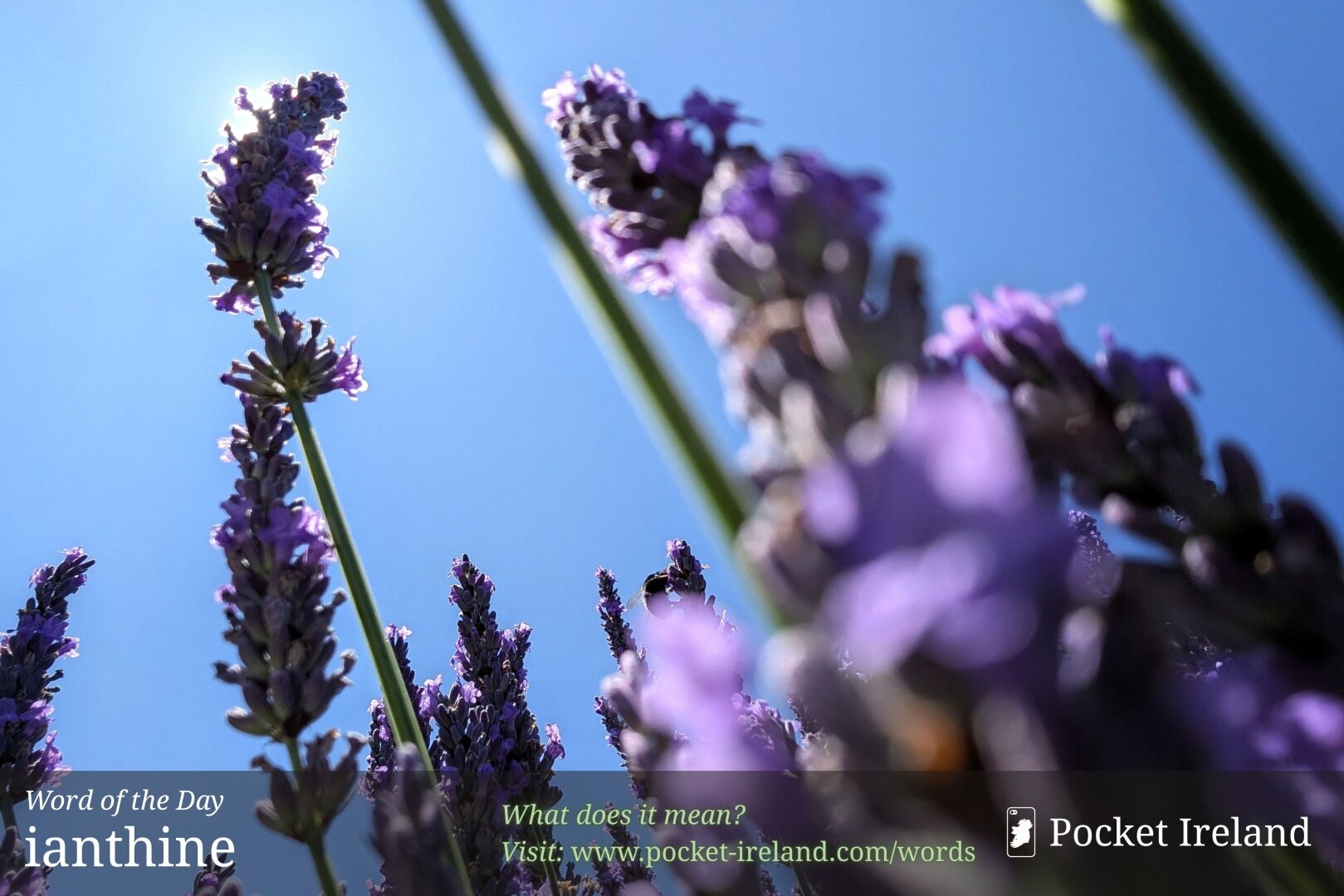 A vibrant, detailed close-up looking up from a low angle through a cluster of tall lavender stalks towards a brilliant, clear azure sky. The intense midday sun is positioned high above, partially eclipsed by the tallest spike of lavender blossoms on the left, casting a bright, glowing outline around its individual flowers. Deep purple petals and textured green stems fill the frame, stretching vertically, framed by numerous out-of-focus lavender blooms in the foreground which create a soft, blurred effect and a deep purple gradient.