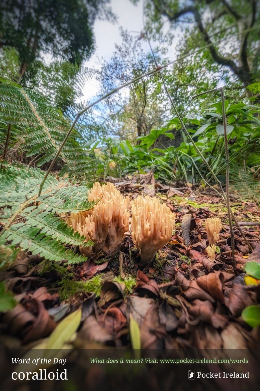 A ground-level, upward-angled shot of pale, fleshy coral fungi emerging from a bed of dry, russet leaf litter on a woodland floor. Broad, feathered green fern fronds flank the fungi to the left, while thin stalks curve overhead towards a sun-dappled forest canopy and bright sky above.
