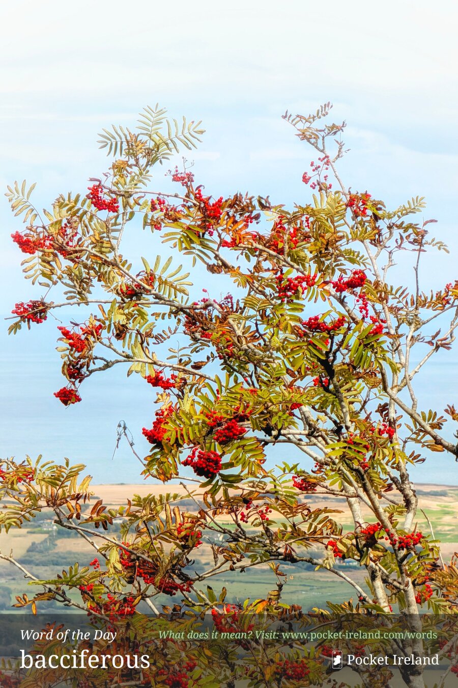 A vibrant rowan tree laden with dense clusters of scarlet-red berries stands in the foreground, its delicate pinnate leaves tinged with autumnal hues of golden-yellow, olive-green, and russet. The textured branches frame an expansive, elevated coastal vista in the distance, where rolling patchwork fields gently meet the pale blue horizon of the sea under a soft, bright sky.