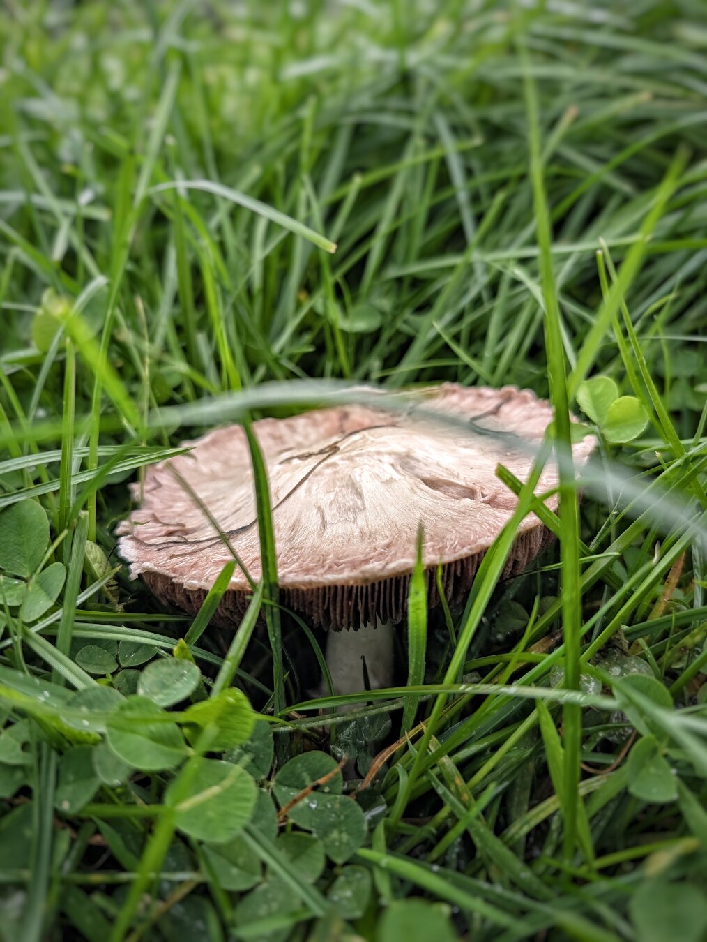 A close-up, ground-level photograph of a single wild mushroom surrounded by tall green blades of grass and patch clover. The mushroom cap is flat, with a faint pinkish-buff hue, slight cracks on its surface, and dark gills peeking out along the underside of its rim. The lighting is soft and overcast, giving the wet greenery a deep, lush feel while keeping the mushroom in gentle, sharp focus.