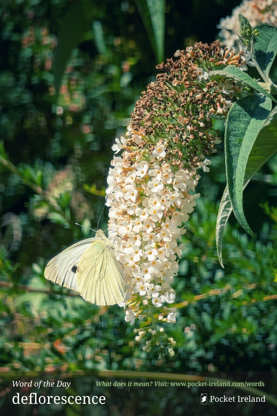 A close-up shot captures a pale cabbage white butterfly resting gracefully on an arching cone of a buddleja flower. The lower half of the floral spike is densely clustered with delicate, creamy-white blossoms showing tiny orange centres, while the upper curved tip has withered to a dry, textured bronze. Bright summer sunlight illuminates the butterfly's translucent, finely veined wings against a softly blurred background of deep green foliage and dappled garden shadows.