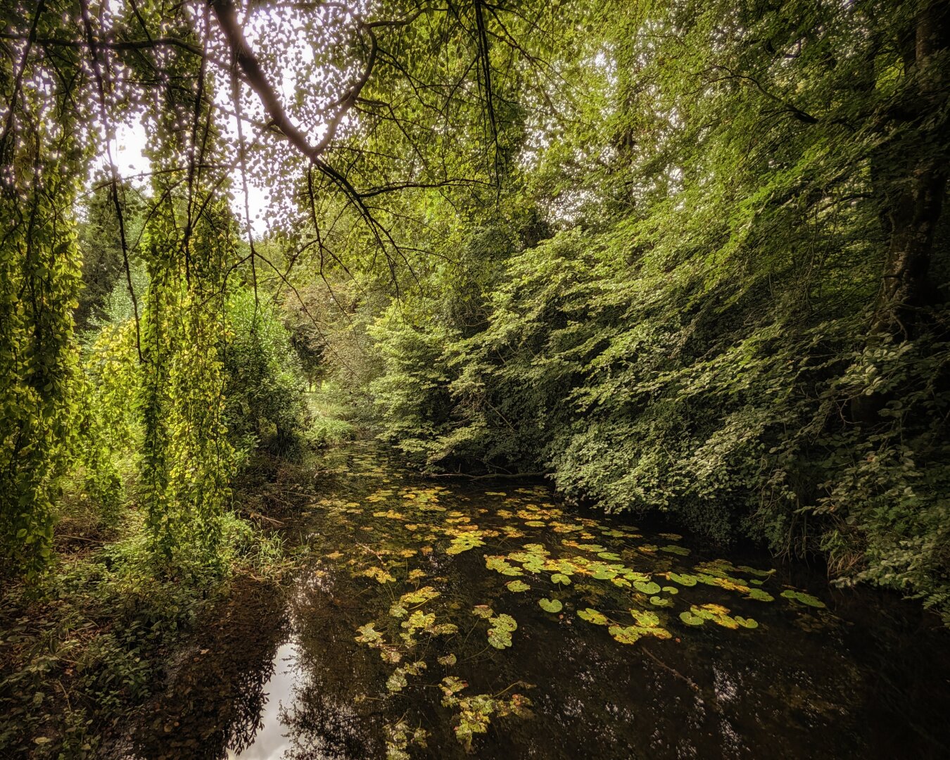 A low-angle landscape photograph of a narrow, tranquil stream flowing through a dense, lush green woodland. Arched tree branches and leafy foliage enclose the water from above, casting soft shadows while pockets of gentle daylight filter through the canopy. Hanging tendrils of bright green leaves drape down on the left bank. On the dark, calm surface of the stream, clusters of rounded, yellowish-green lily pads drift together, creating bright floating patterns against the deep, reflective water. The atmosphere is secluded, peaceful, and cool.