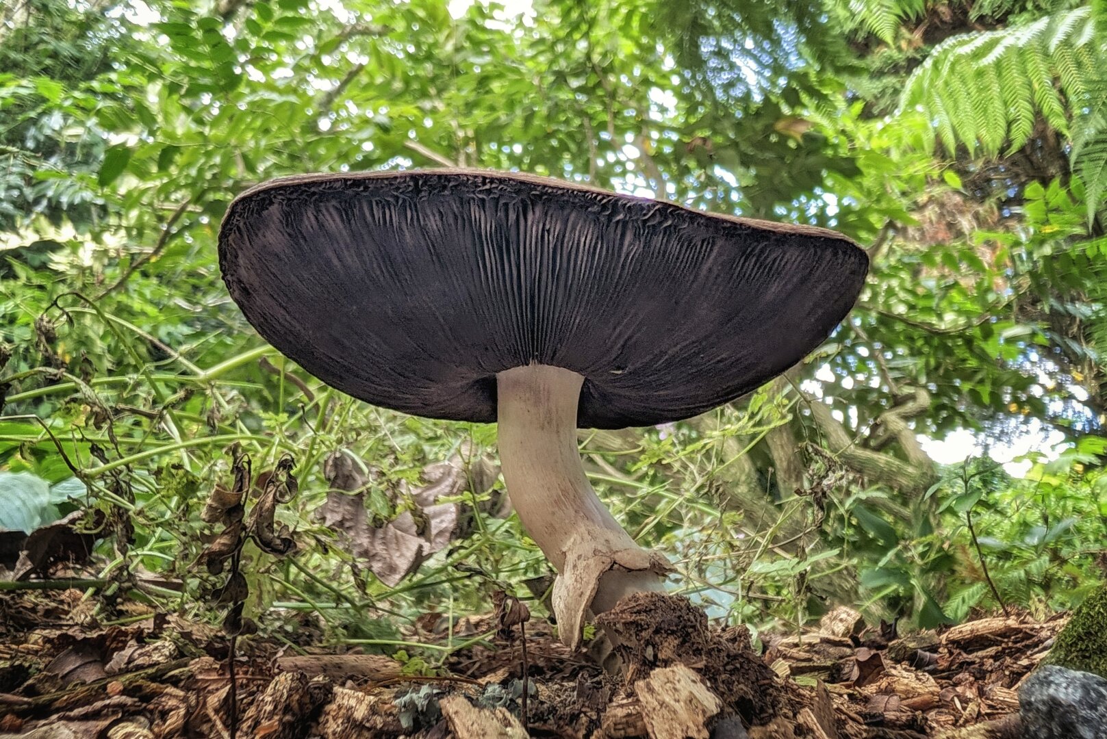A dramatic low-angle, ground-level macro photo looking directly up under the cap of a large wild mushroom. The underside reveals densely packed, dark brown gills curving inward toward a thick, pale beige stem anchored in damp mulch and dead leaves. Sunlight filters through a soft green background of fern fronds and leafy woodland foliage, giving the scene an earthy, atmospheric, and sheltered forest feel.