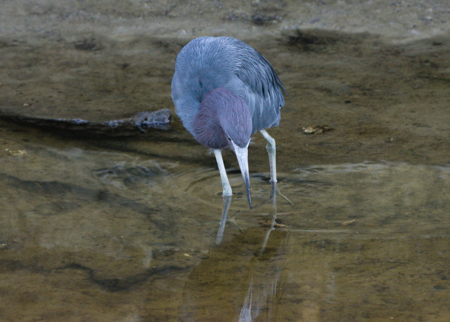 Little Blue Heron hunting is shallow water.