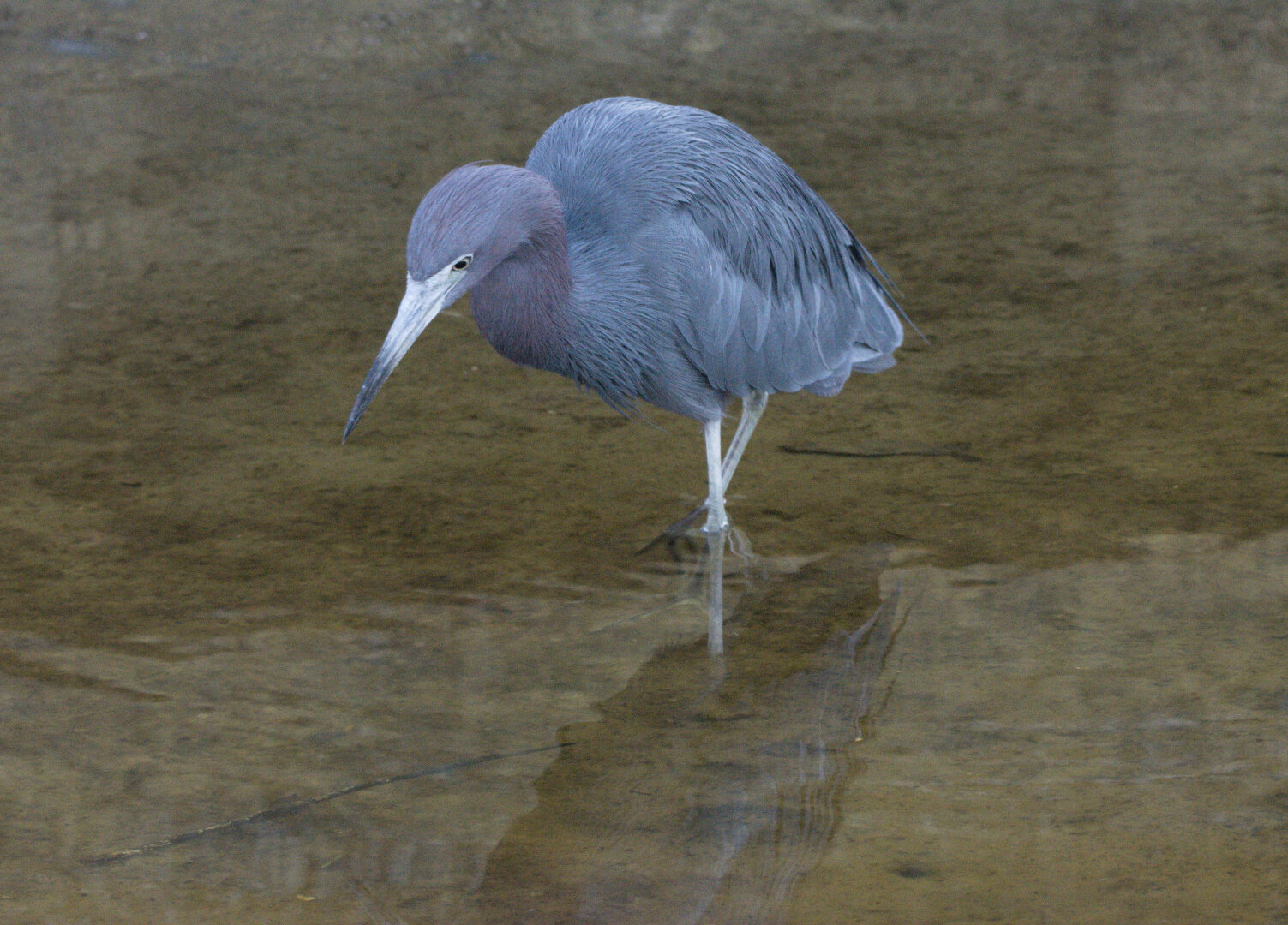 Little Blue Heron hunting is shallow water.