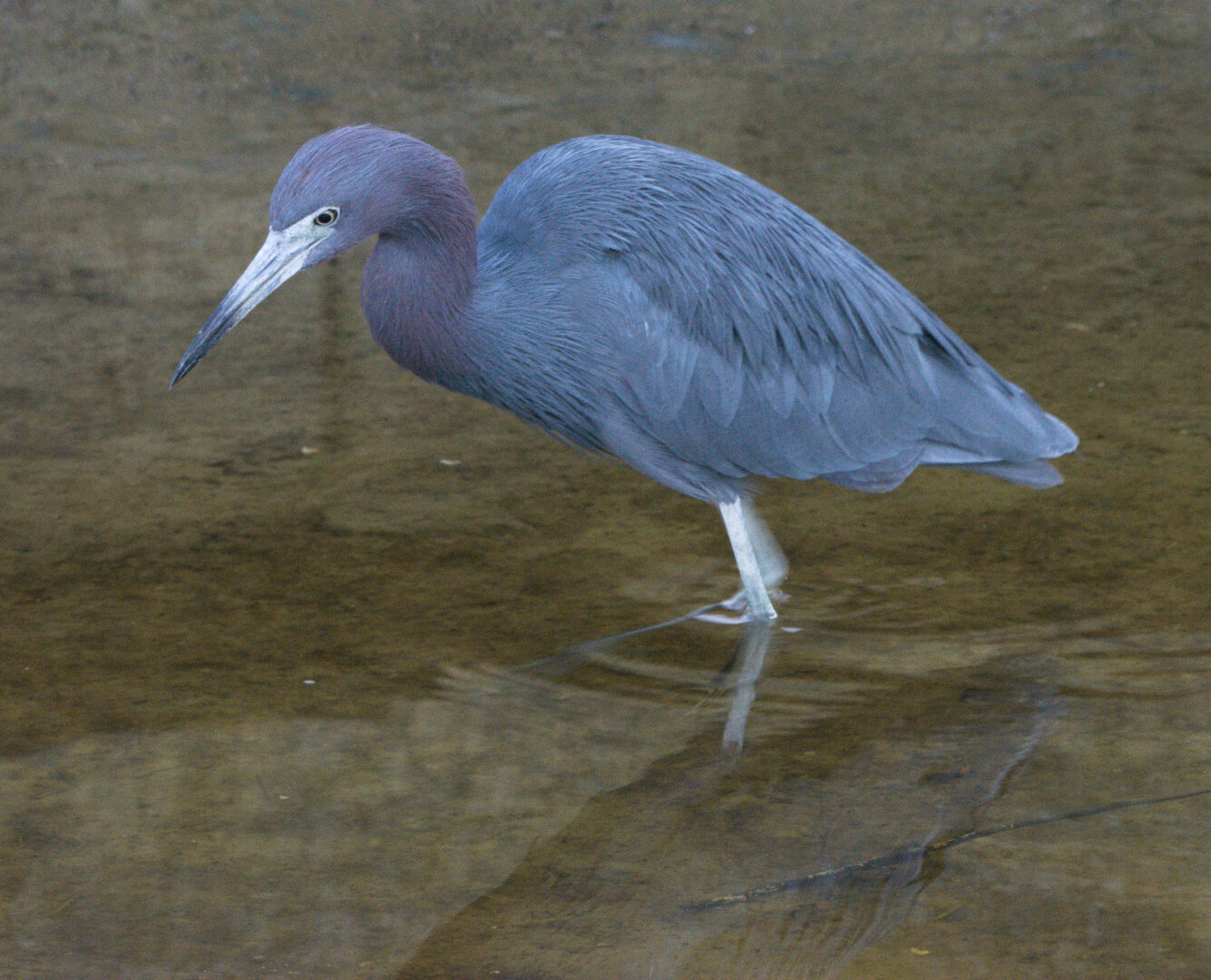 Little Blue Heron hunting is shallow water.