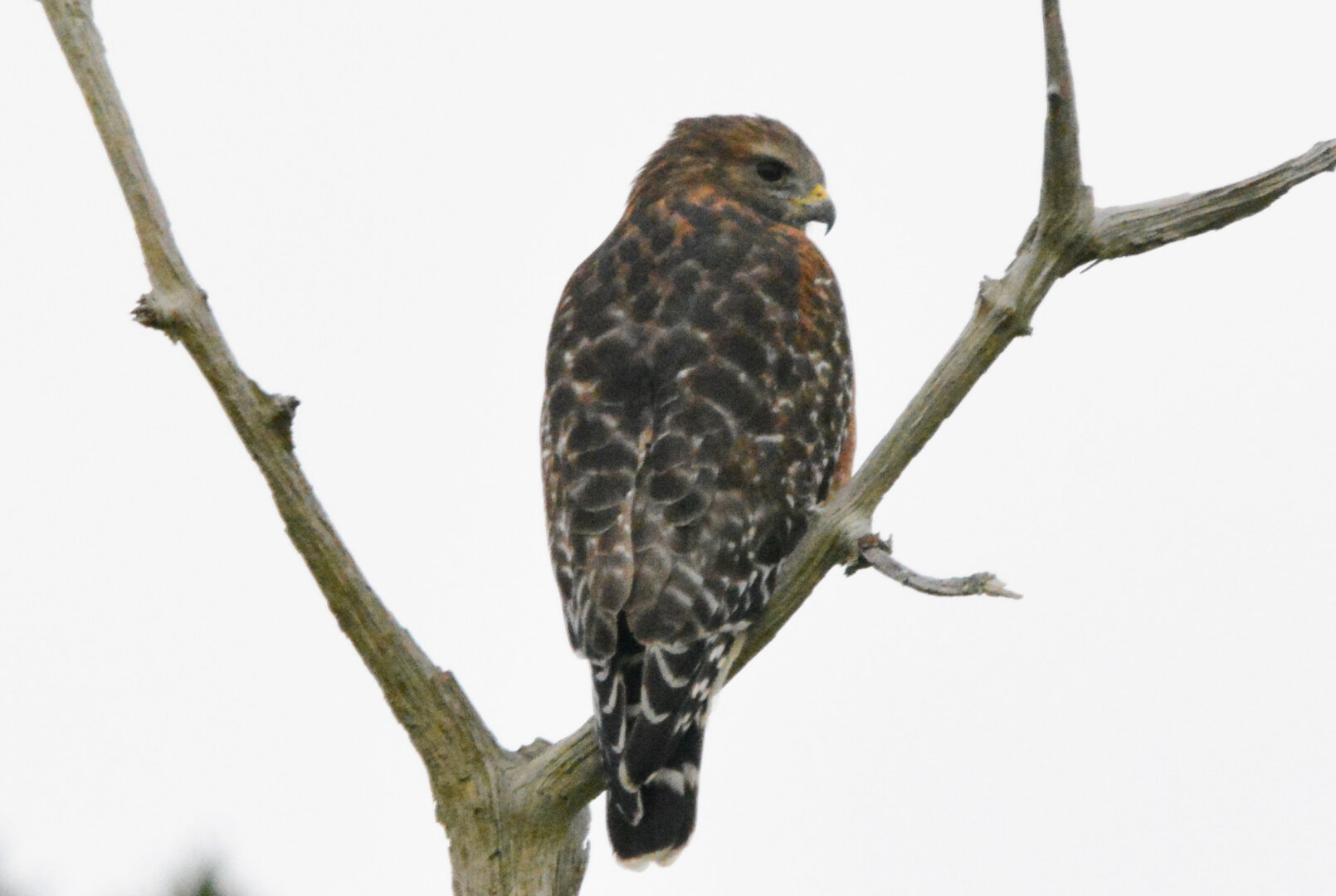 Hawk sitting in a tree.