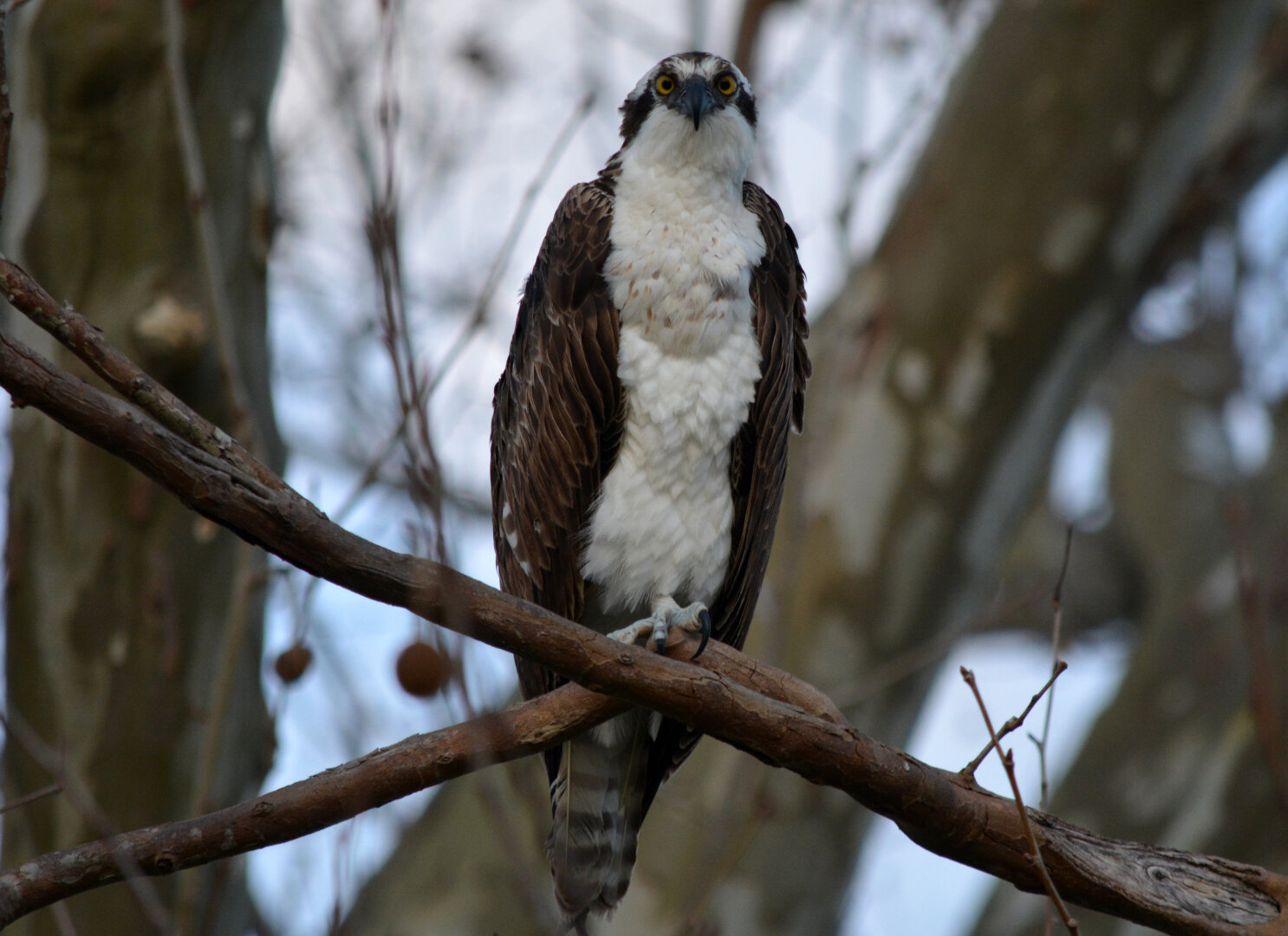 Osprey in a tree looking directly at the camera.