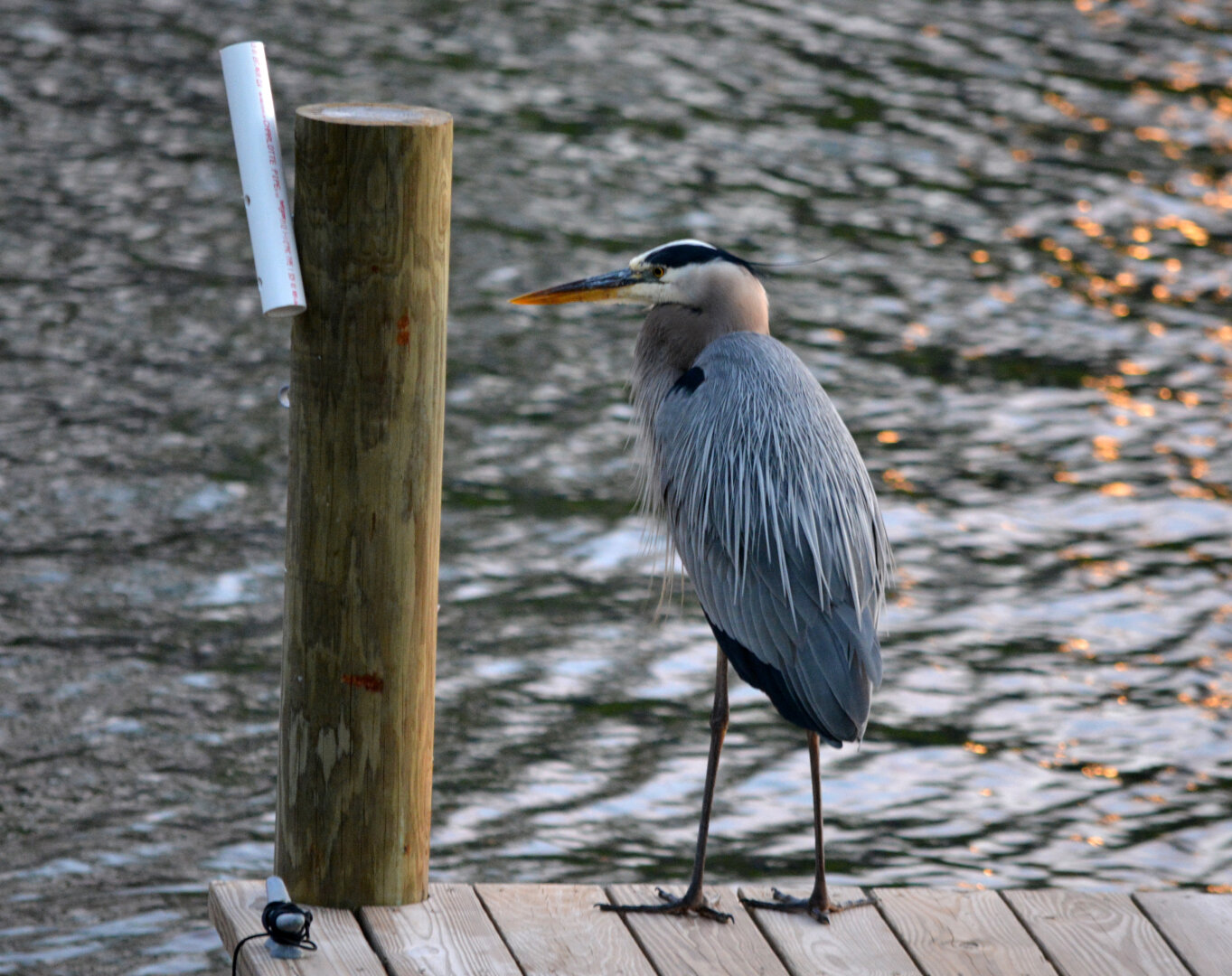 A Blue Heron standing on a wooden dock.