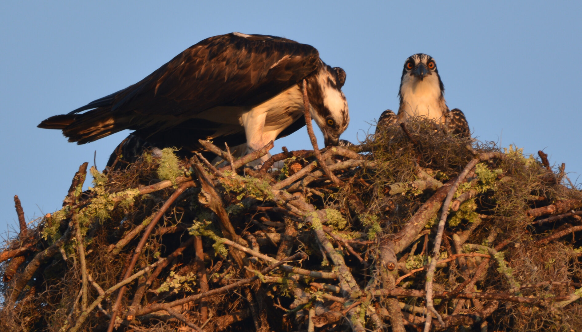 Two Ospreys standing on a nest.