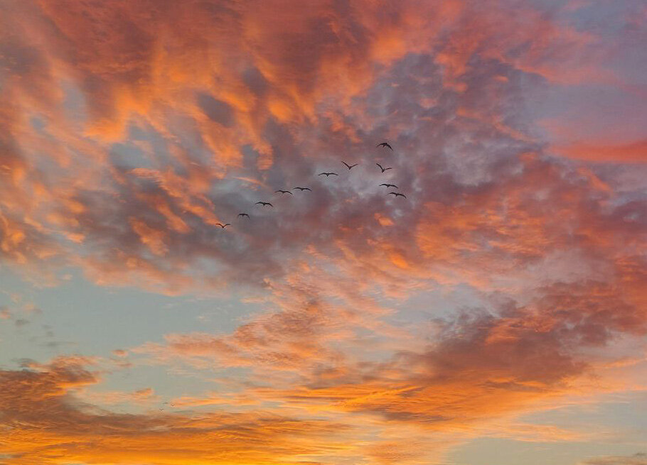 A flock of Ibis flying in a colorful morning sky.