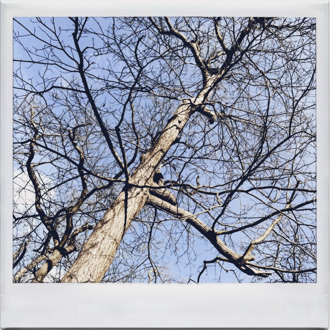 Looking up a bare tree