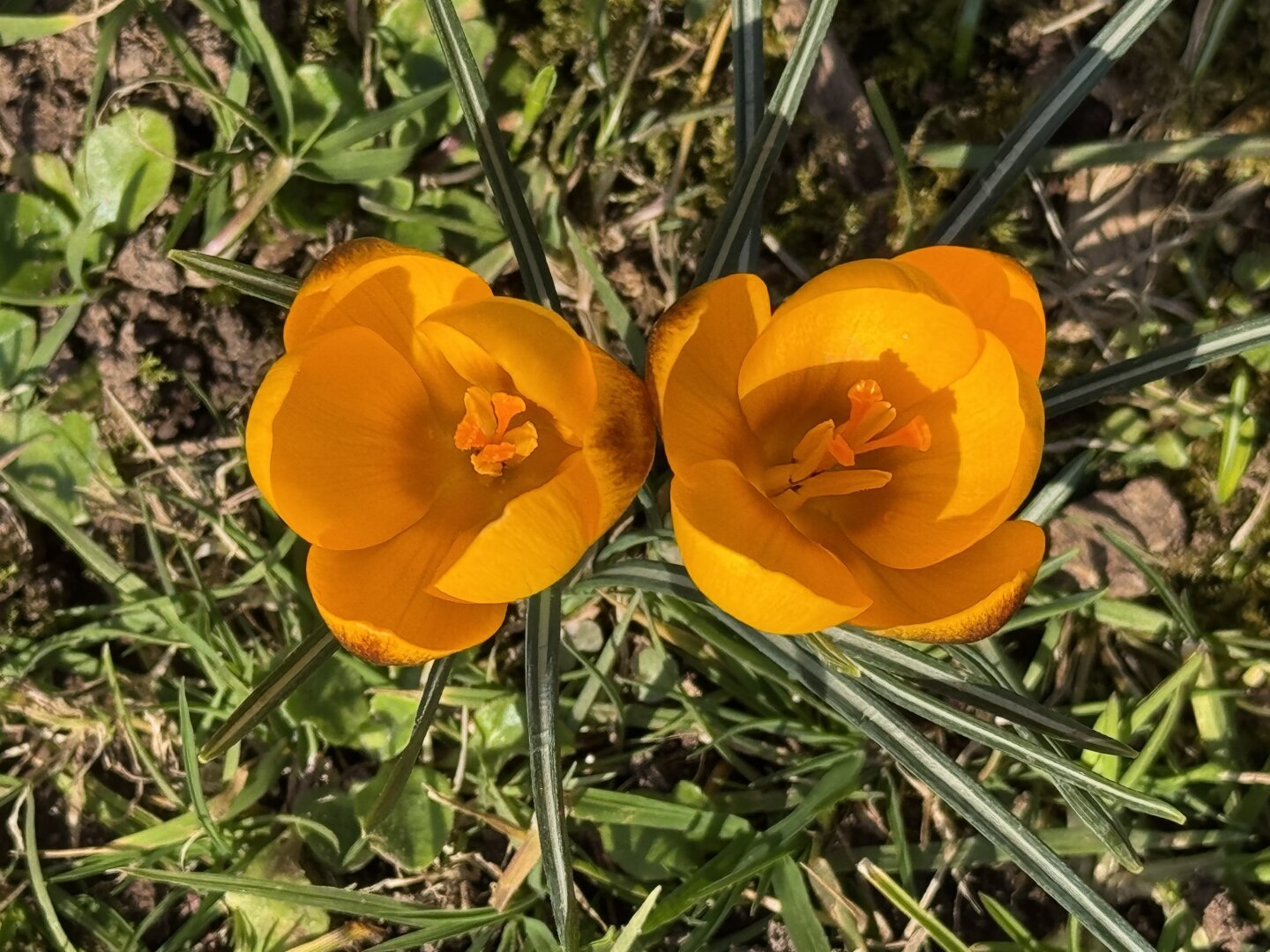 Orange crocuses