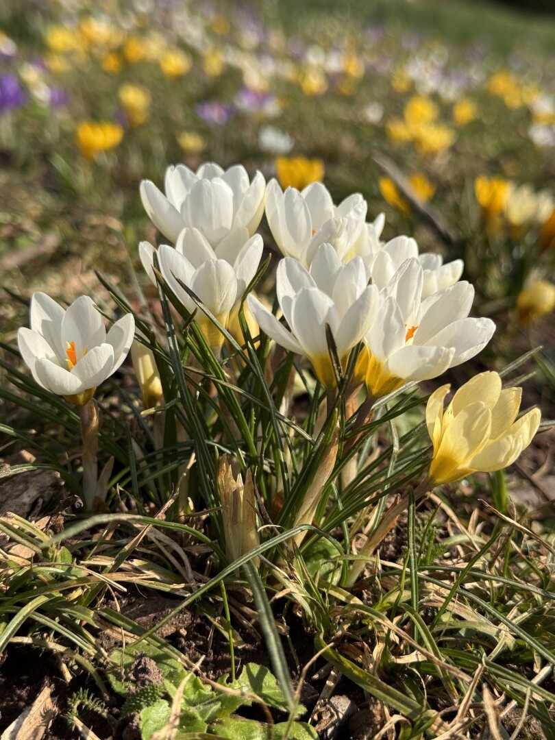 White Crocus