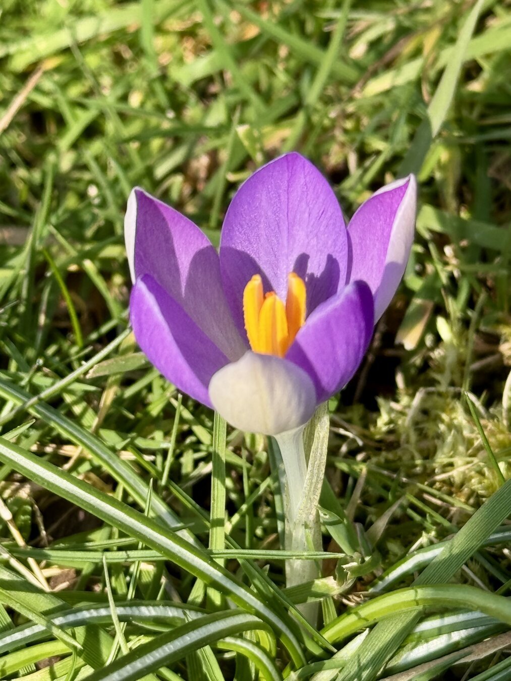 Violet crocus