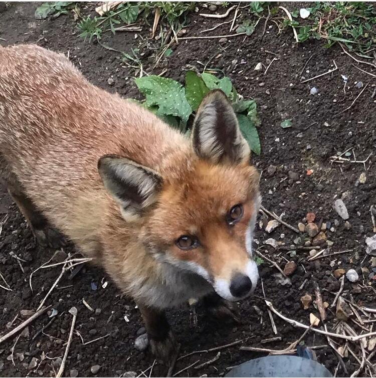 Fox in garden flower bed looks hopefully at the camera