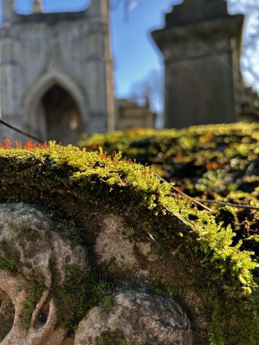 A Victorian tombstone with moss backlit by the sun