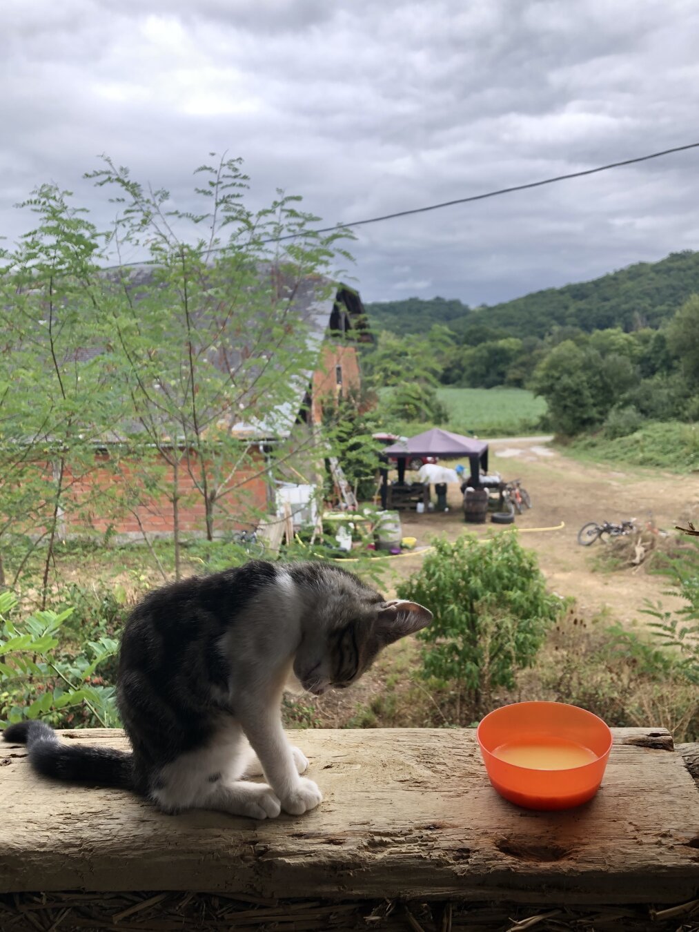 Young cat sitting on an old window sill, taken from inside the house. A ray of sunshine between dark grey clouds brings an interesting lighting. Behind her in the garden are the horse stables and a big mess in front of them