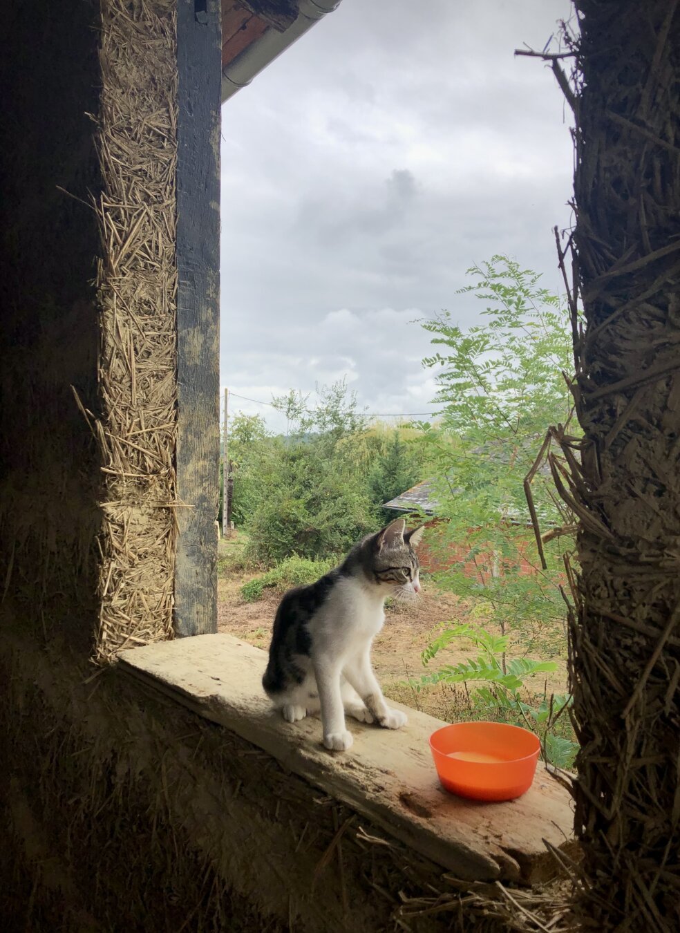 Young calico cat sitting on the old window sill of a mud and straw house, next to her perfectly balanced breakfast in a small orange bowl. The sky behind is grey and cloudy but the light is still lighting