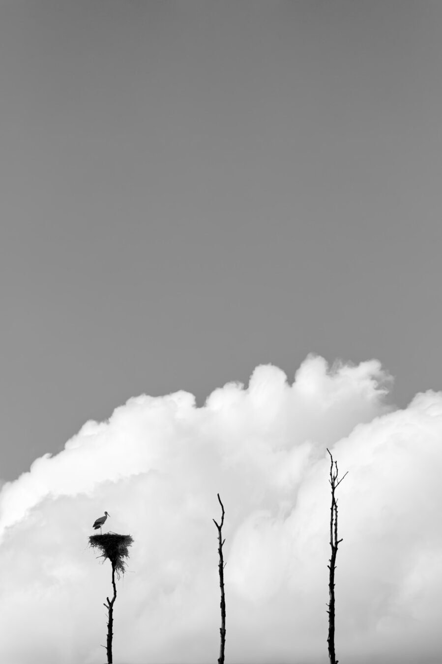 drei dünne astlose baumstämme vor dem hintergrund einer großen weissen wolke. auf dem linken stamm ist ein storchennest. im nest steht ein storch und schaut auf die zwei anderen leeren baumstämme, so als würde er sich alleine fühlen und sich nachbarschaft wünschen.