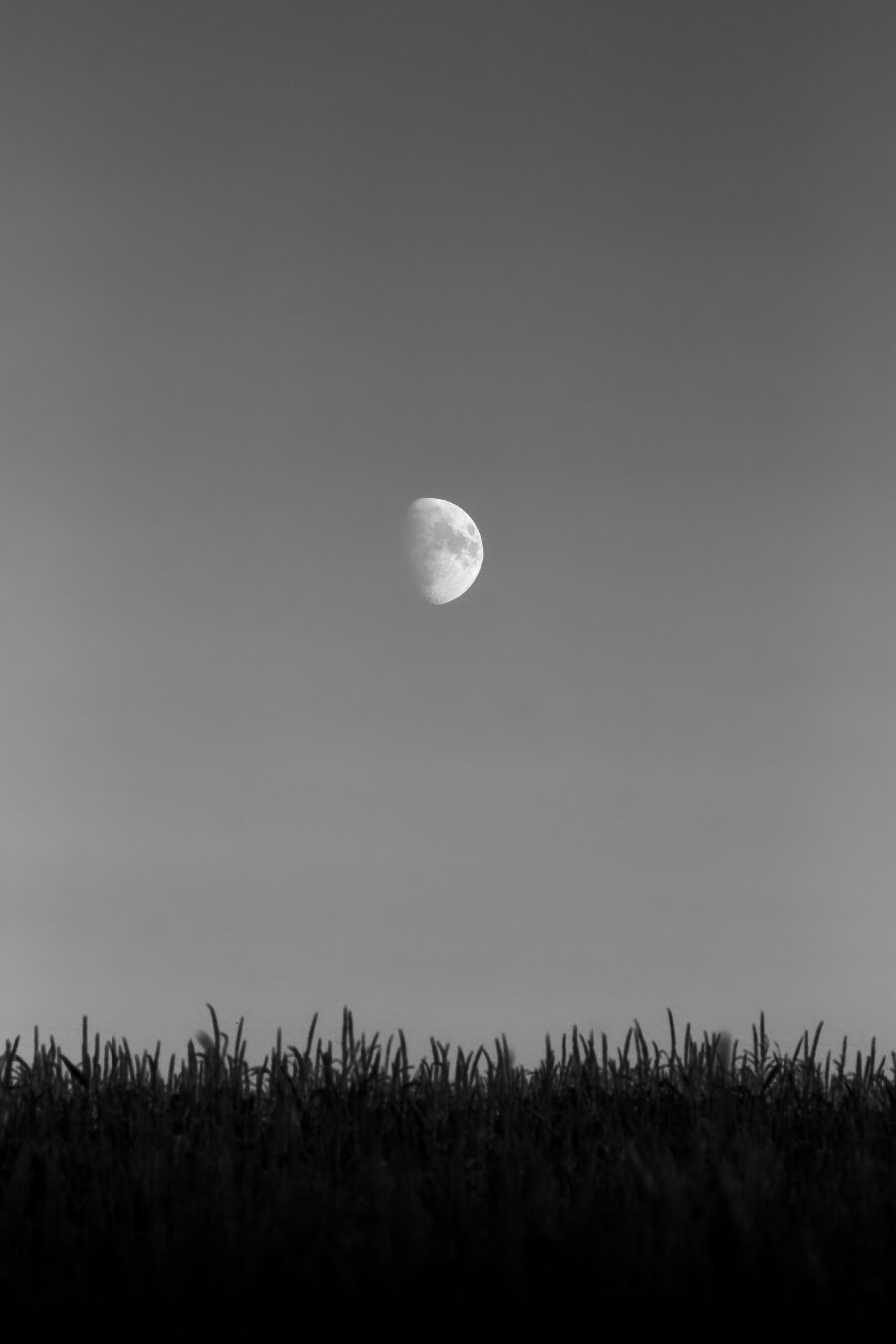 Mond am frühen Abend in wolkenlosem Himmel über einem Maisfeld.