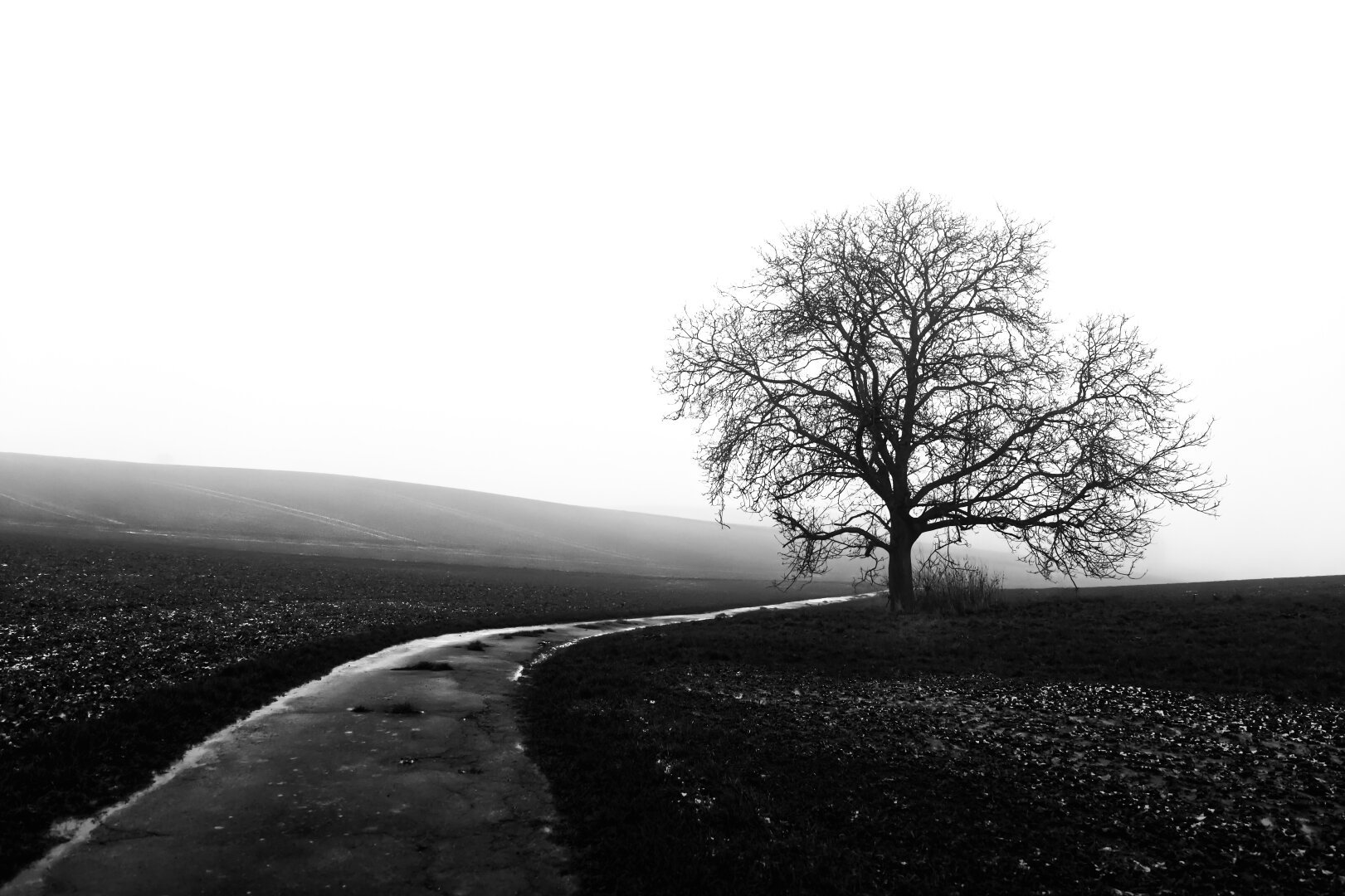 schwarzweißbild. landschaft. dezember. leichter nebel. unteres drittel dunkel durch äcker. obere zwei drittel durchgehend weiß durch himmel. links und rechts brach liegende raue dunkle äcker. bild wird durch einen leicht vereisten alsphaltweg geteilt. der verläuft breit beginnend von linker unterer ecke nach rechts und verjüngt sich in tiefe des bildes hineinlaufend in einem fluchtpunkt, der im rechten unteren drittel des bildes liegt. im fluchtpunkt, zu dem das auge des betrachters durch den weg geführt wird, steht ein großer knochiger dunkler baum mit mächtiger runder blattloser krone. der weg und der baum bestimmen das bild.