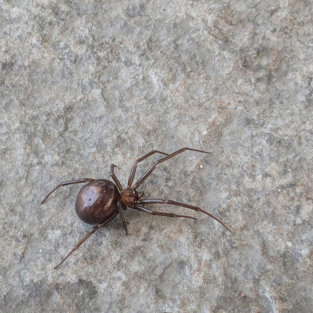 Brown widow spider strolling on the pavement
