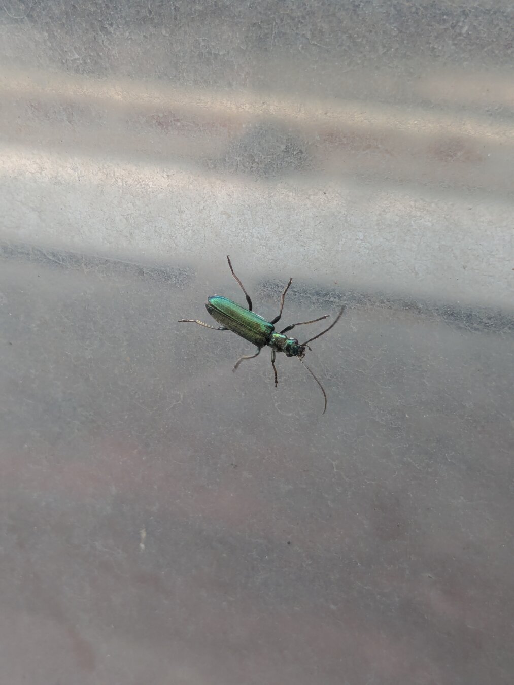 Oedemera nobilis (Thick-legged Flower Beetle) on a glass