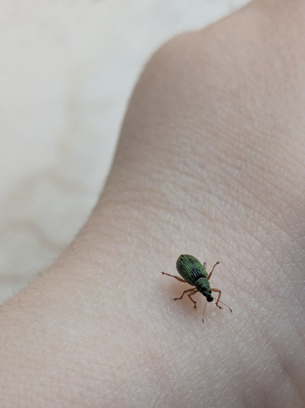 Green Immigrant Leaf Weevil (Polydrusus formosus) on a human hand