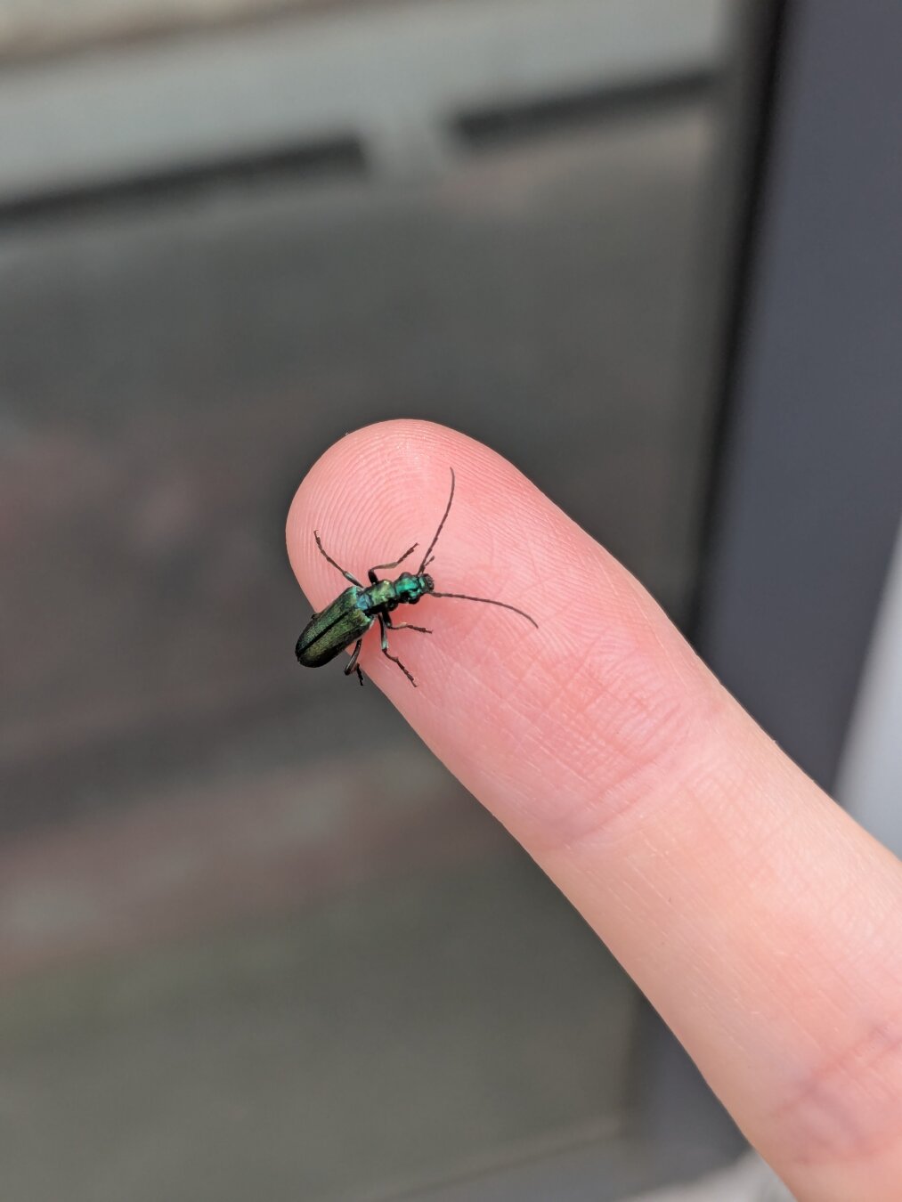 Oedemera nobilis (Thick-legged Flower Beetle) in a finger