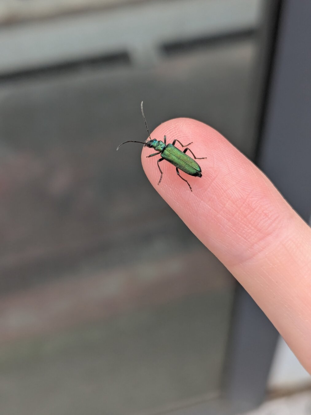 Oedemera nobilis (Thick-legged Flower Beetle) on a finger