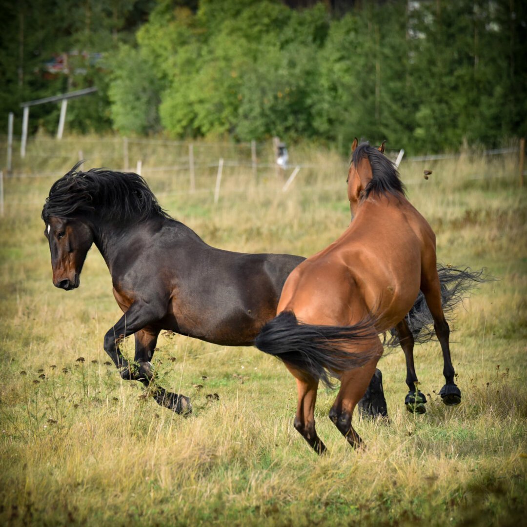 Two horses playfighting in a field