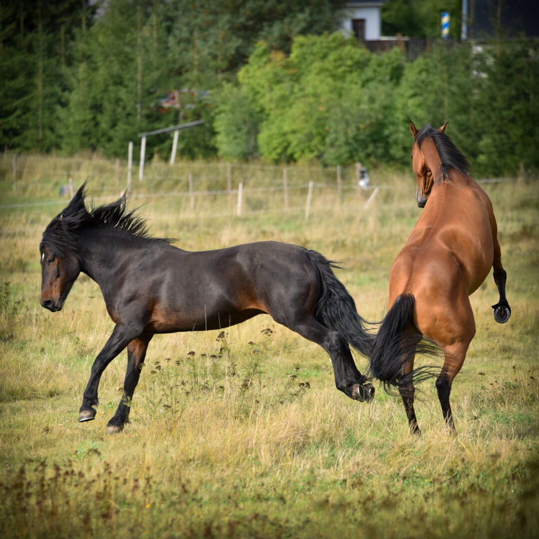 Two horses playfighting in a field