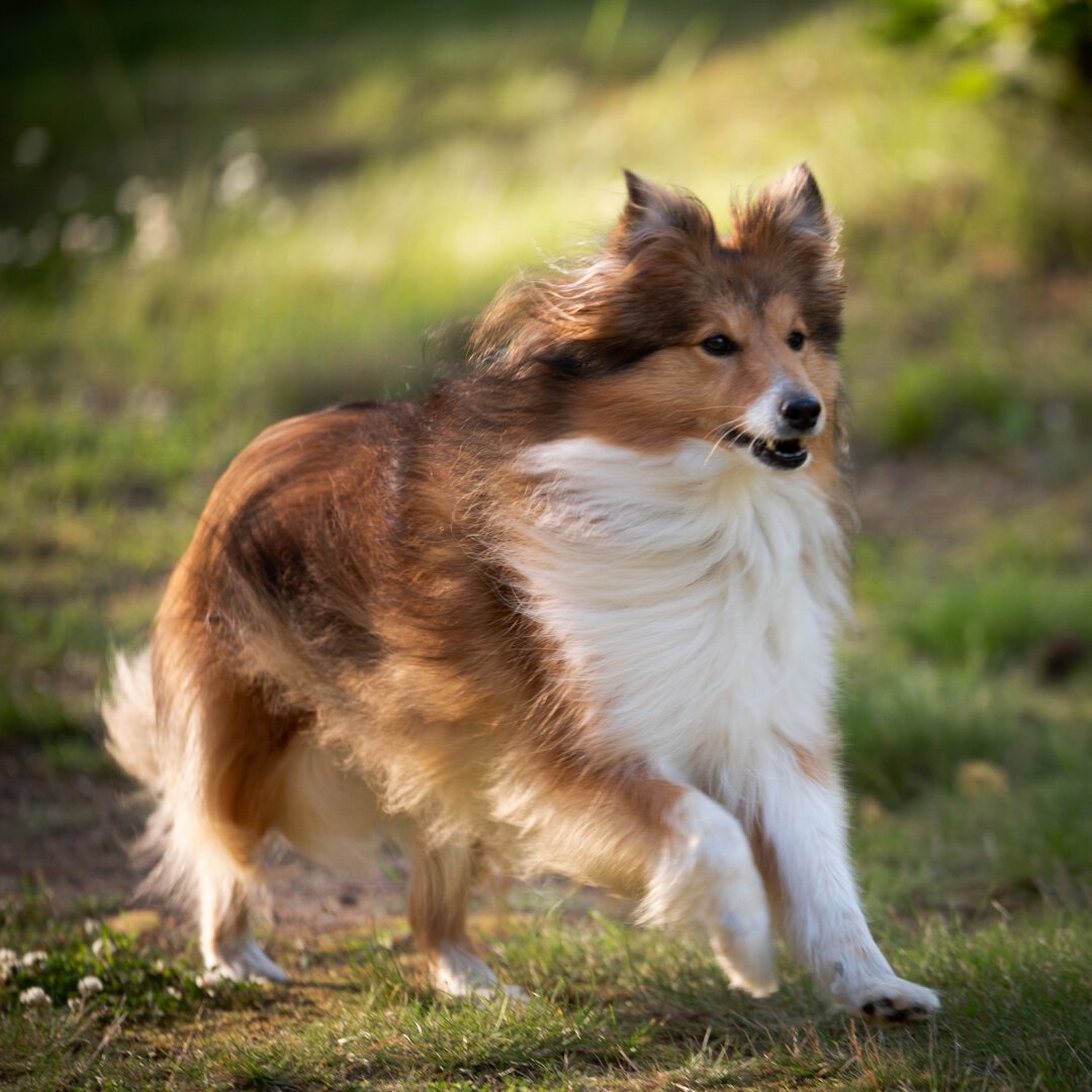 A Shetland sheep dog running in a warm evening light