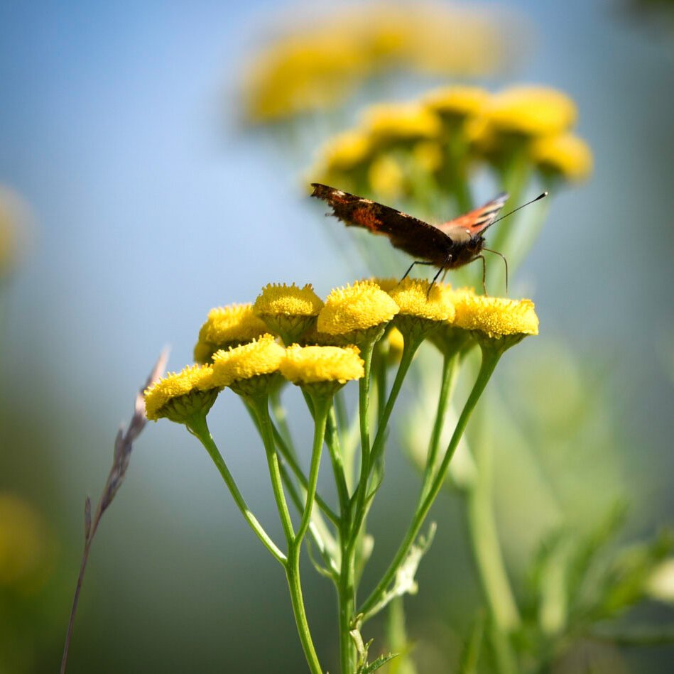 Close up of a butterfly on a yellow flower