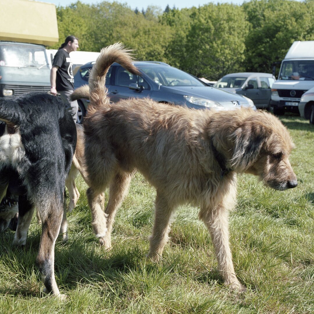 Photographie prise dans un festival. Au premier plan deux grands chiens. Tout autour de l'herbe, et en arrière plan des camions et des voitures.