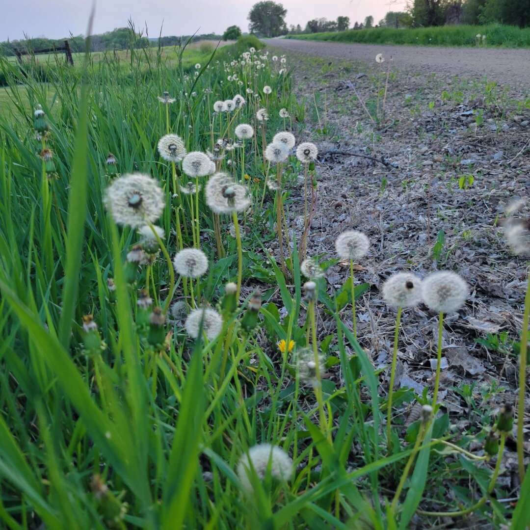 Fluffy white dandelion seed heads growing along the edge of a country gravel road, with lush green grass on one side and gray gravel on the other, under a soft blue sky with trees in the distance.