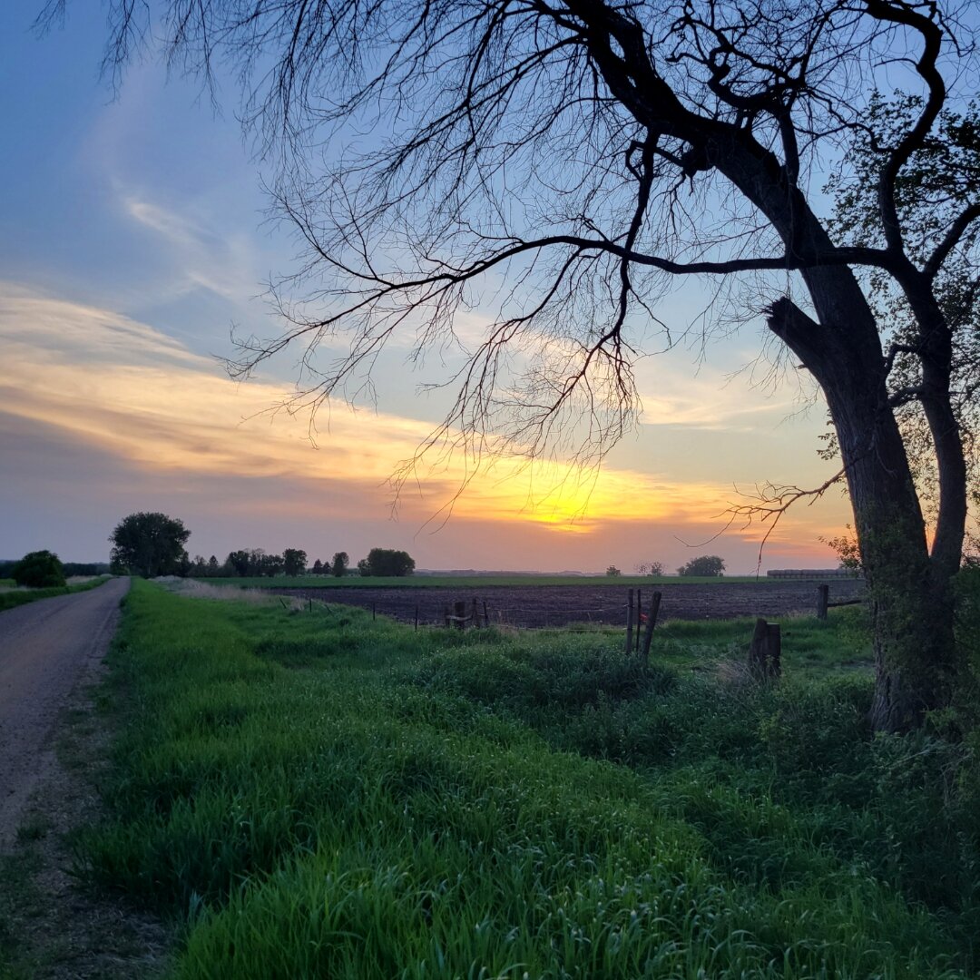 Silhouette of a bare-branched tree against a golden sunset sky. A country road runs alongside lush green grass with farmland stretching to the horizon, creating a serene rural landscape at dusk.