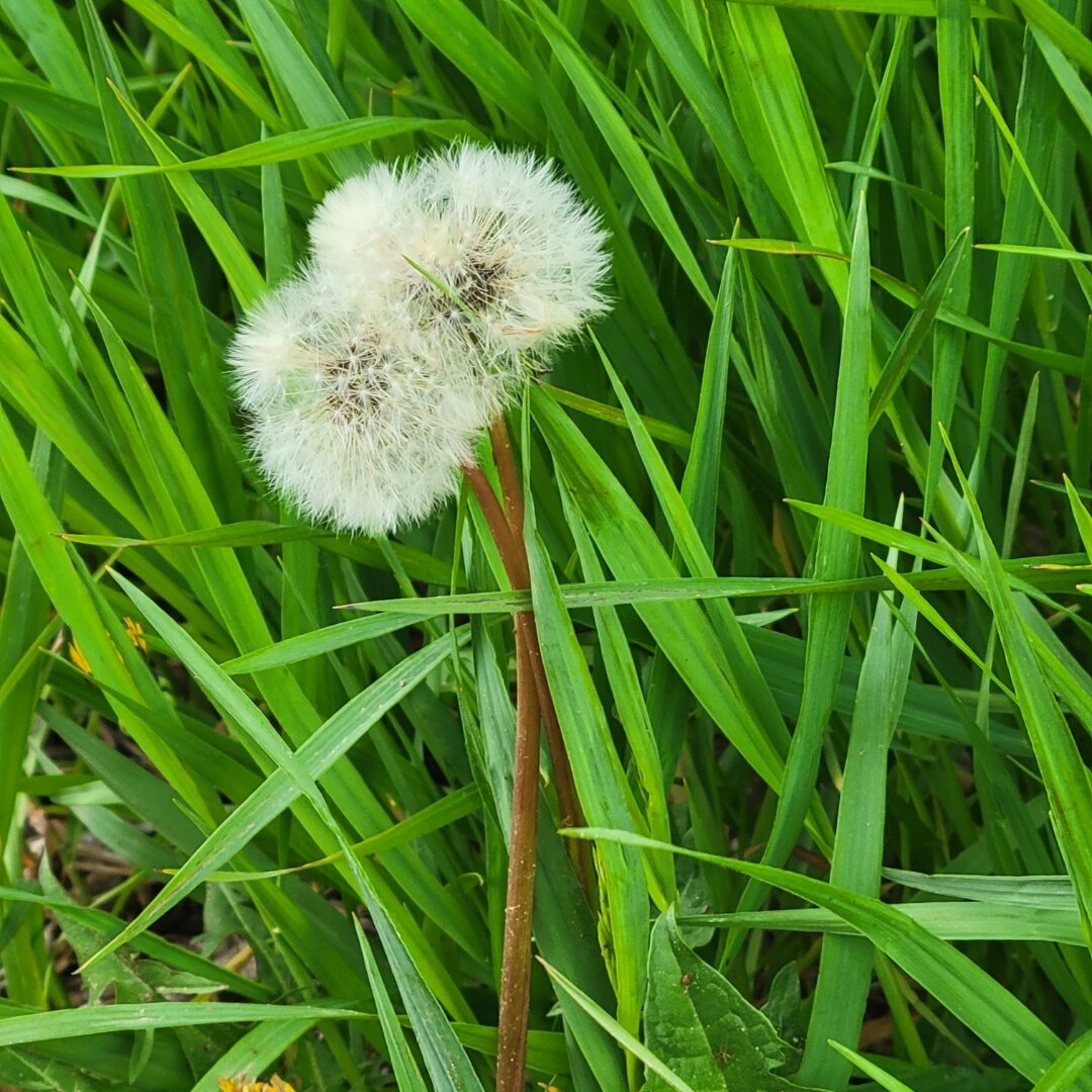 Two fluffy white dandelion seed heads with delicate, wispy seeds stand side by side on brown stems, surrounded by vibrant green grass blades in various directions. The dandelions appear ready to release their seeds, creating a natural scene of potential and renewal.