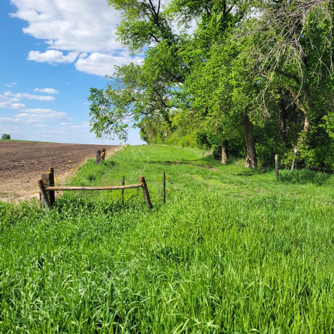 A rural spring scene showing a grassy lane bordered by wooden fence posts and wire fencing. Lush green grass grows tall in the foreground, while mature trees with full foliage line the right side of the path. To the left, a plowed field stretches toward the horizon under a partly cloudy blue sky. The scene captures the fresh green growth of late spring.