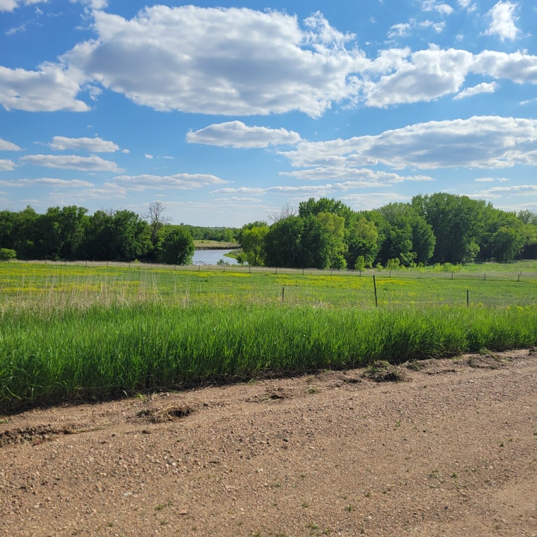A rural landscape view from a dirt road showing lush green pastures and a river bordered by fence posts. In the middle distance, a small pond or lake is visible among dense clusters of mature trees. The foreground features freshly tilled brown soil on the right and tall green grasses on the left. Puffy white clouds drift across a bright blue sky, creating a peaceful countryside scene.