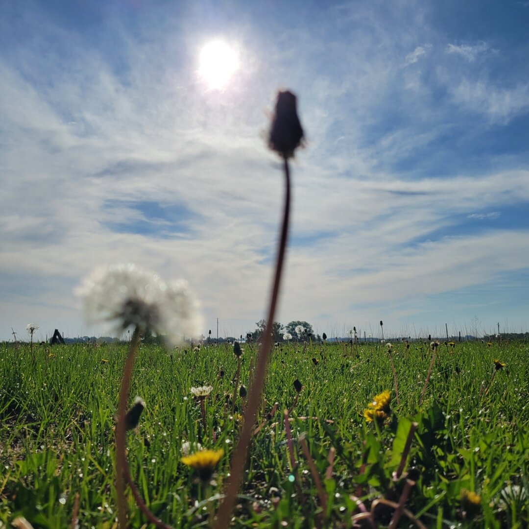 Ground-level view of a vibrant green meadow with dandelions and tall grasses in the foreground. A single dark seed head on a long stem stands prominently in the center, silhouetted against a bright blue sky with wispy white clouds. The sun creates a bright lens flare in the upper portion of the image, and trees are visible in the blurred background